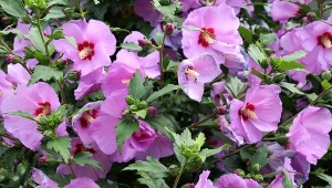 Czym nawozić hibiskusa ogrodowego, aby kwitł jak marzenie?