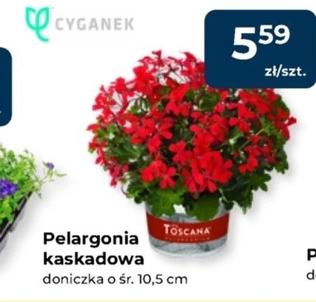 Рослина в горщику