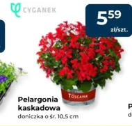 Рослина в горщику