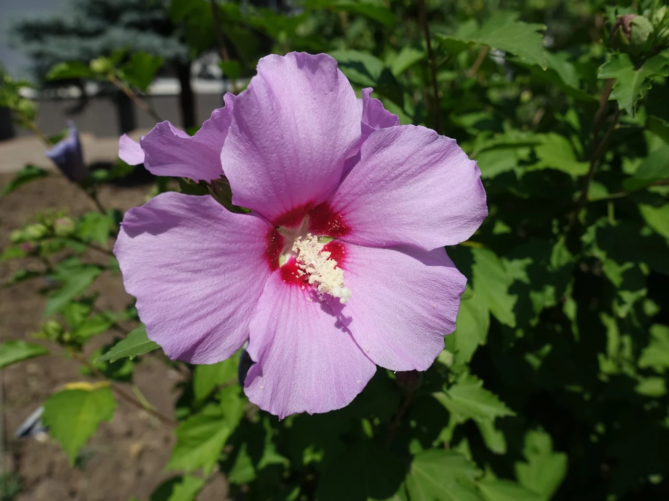 duży, bladoróżowy kwiat hibiskusa z czerwonym środkiem i wyraźnie widocznym białym pręcikiem, otoczony zielonymi liśćmi