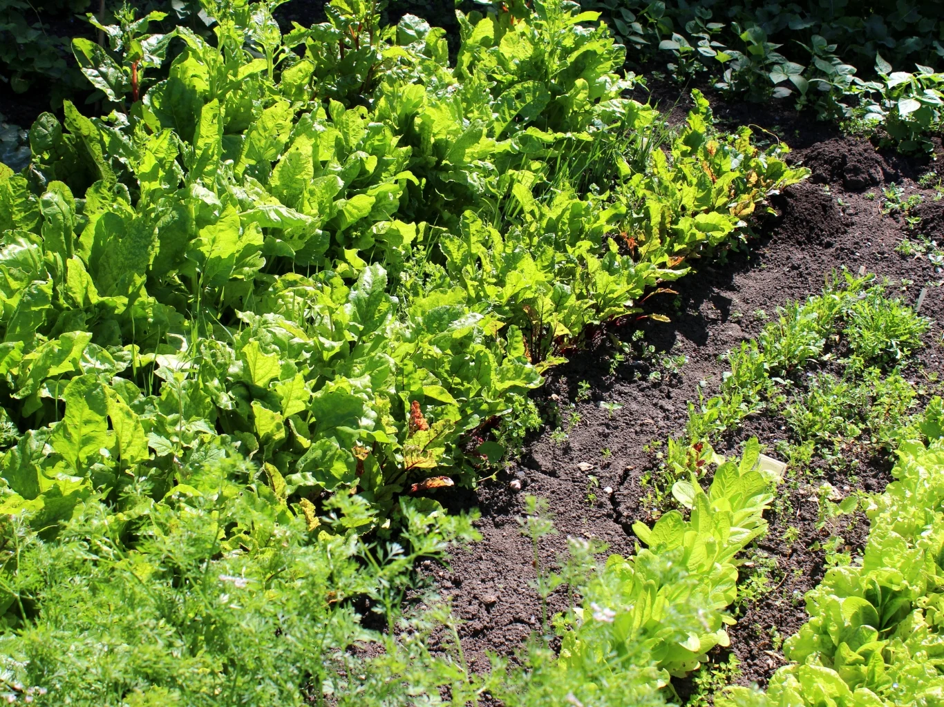 Ogród warzywny z gęsto rosnącymi liśćmi buraka, sałaty, szpinaku i innych zielonych warzyw.