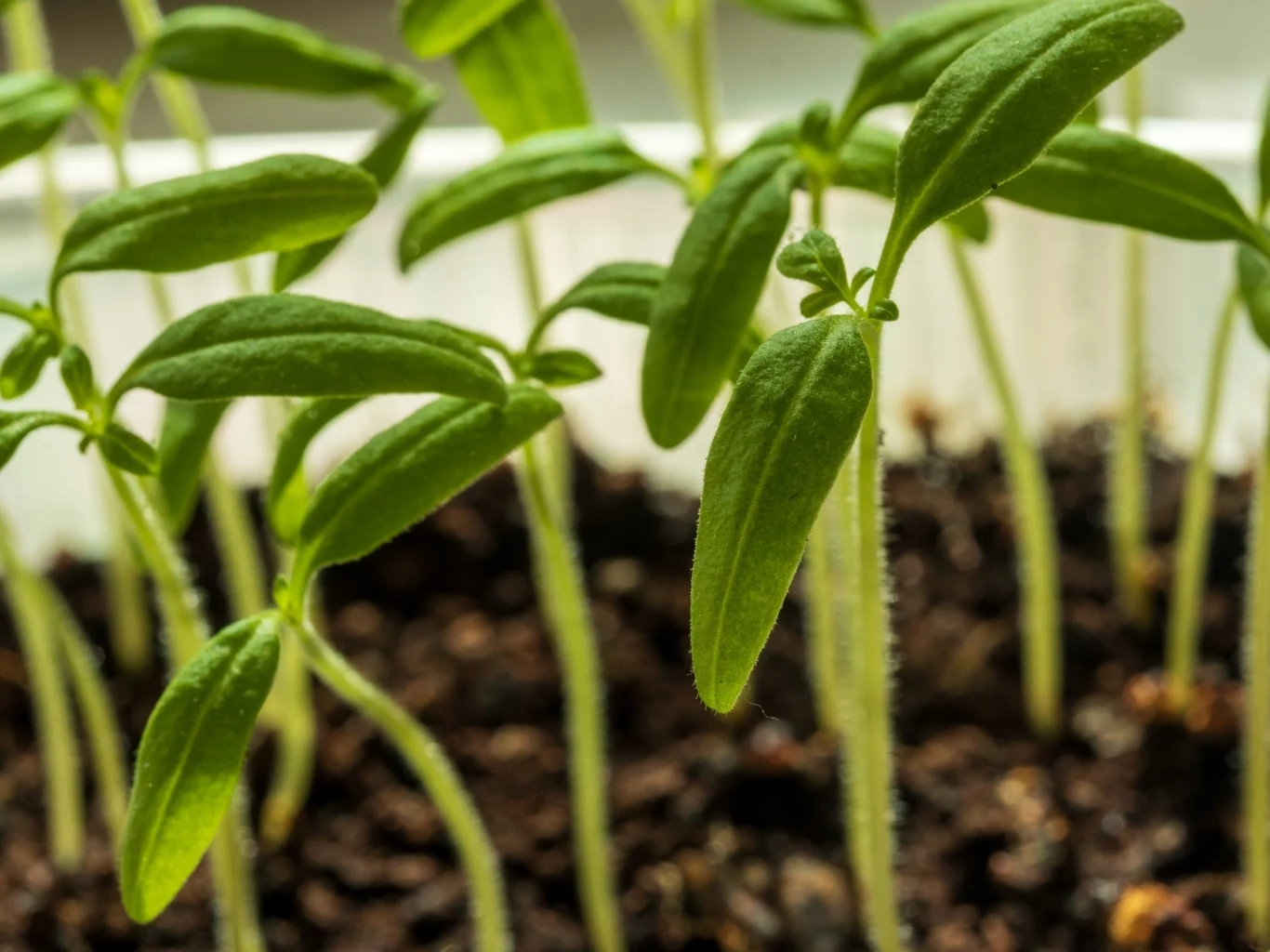 Młode sadzonki o cienkich łodygach i jasnozielonych liściach wyrastające z ciemnej, wilgotnej ziemi, wczesna faza wzrostu roślin.