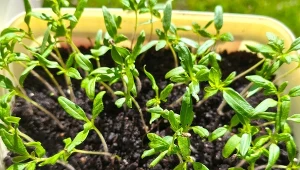 Podlej pomidory domową odżywką, żeby poprawić ich wzrost