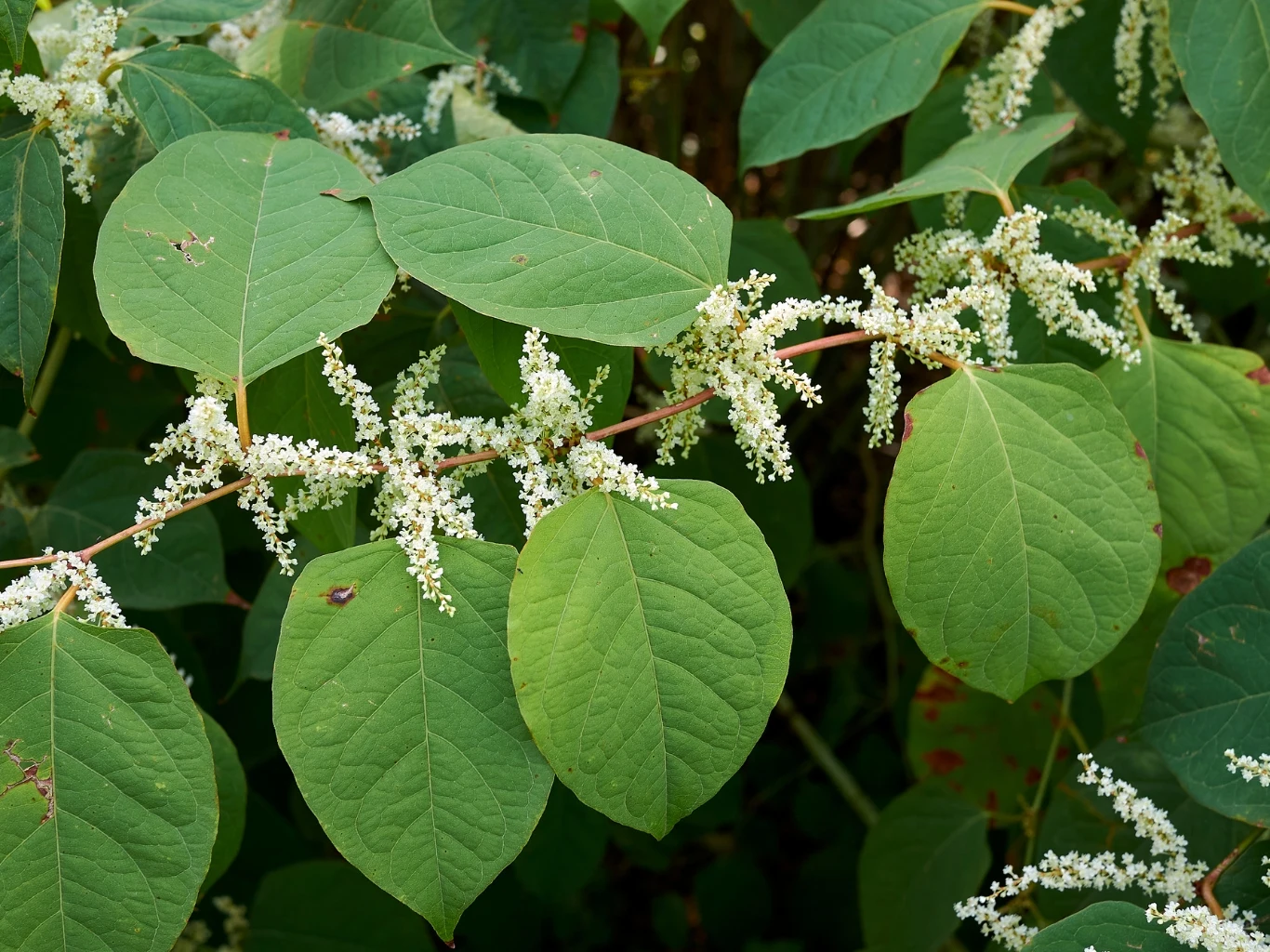 rdestowiec japoński - duże, szerokie liście o wyraźnych nerwach wraz z drobnymi, białymi kwiatami zebranymi w gęste wiechy na zielonym tle