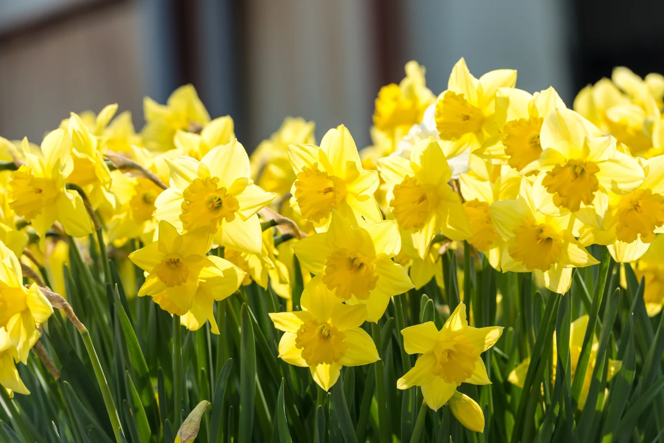 gęsty skupisko intensywnie żółtych żonkili w pełnym rozkwicie, otoczone zielonymi łodygami i liśćmi, oświetlone promieniami słońca