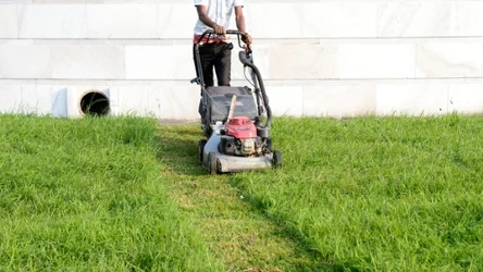 Jak często kosić trawę?