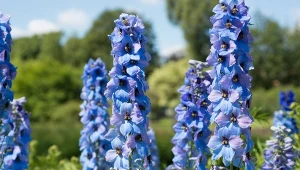 Ostróżka ogrodowa ma różne odmiany, które cechuje intensywne kwitnienie