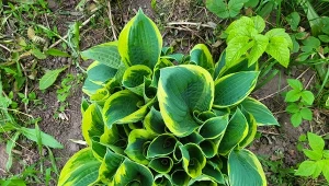 Funkia to jeden z wielu gatunków roślin ogrodzie, które są zagrożone ze strony ślimaków.