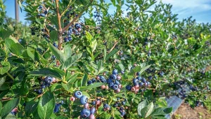 Nawóz z fusów do borówki. Jak go przygotować?