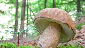 Tego borowika znajdziesz już w lesie. Szykuj duży koszyk