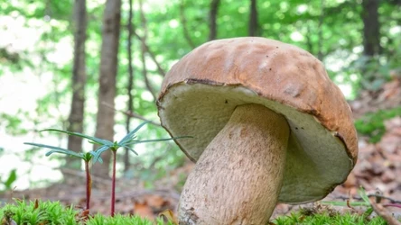 Dlaczego warto się wybrać do lasu już w kwietniu?