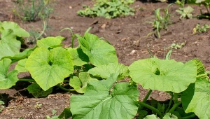 Sprytny przedplon i odpowiednie sąsiedztwo to najlepszy sposób by cukinia rosła szybciej.