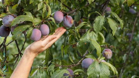 Czym pryskać śliwę w kwietniu, by uchronić ją przed infekcjami i szkodnikami? Sprawdź, jaki oprysk śliwy sprawdzi się najlepiej. 