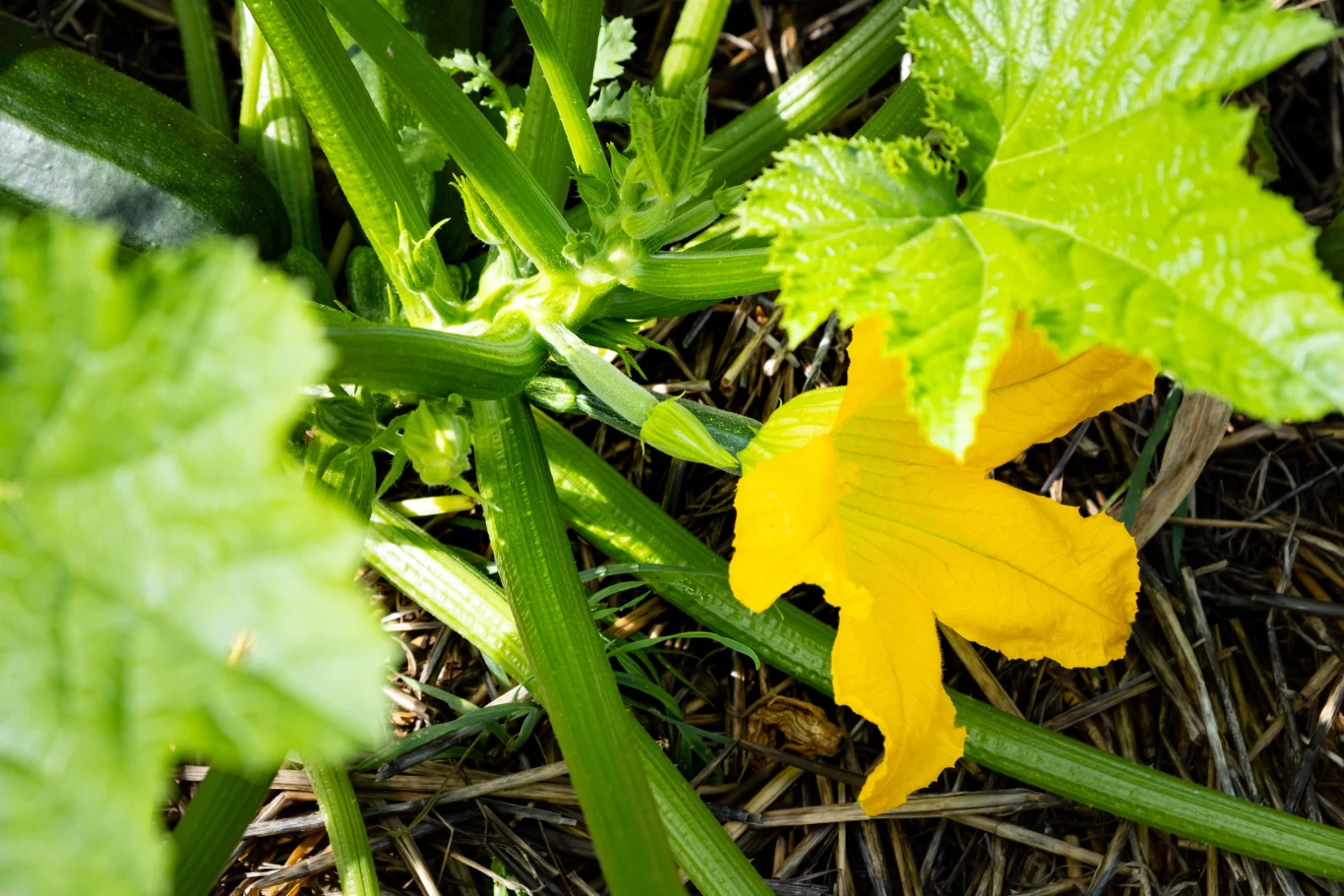 duży żółty kwiat cukinii wyrastający spośród zielonych liści i łodyg rośliny, podłoże pokryte suchą ściółką