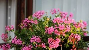 Wystarczy jedna kropla płynu. Każda sąsiadka pozazdrości pelargonii 