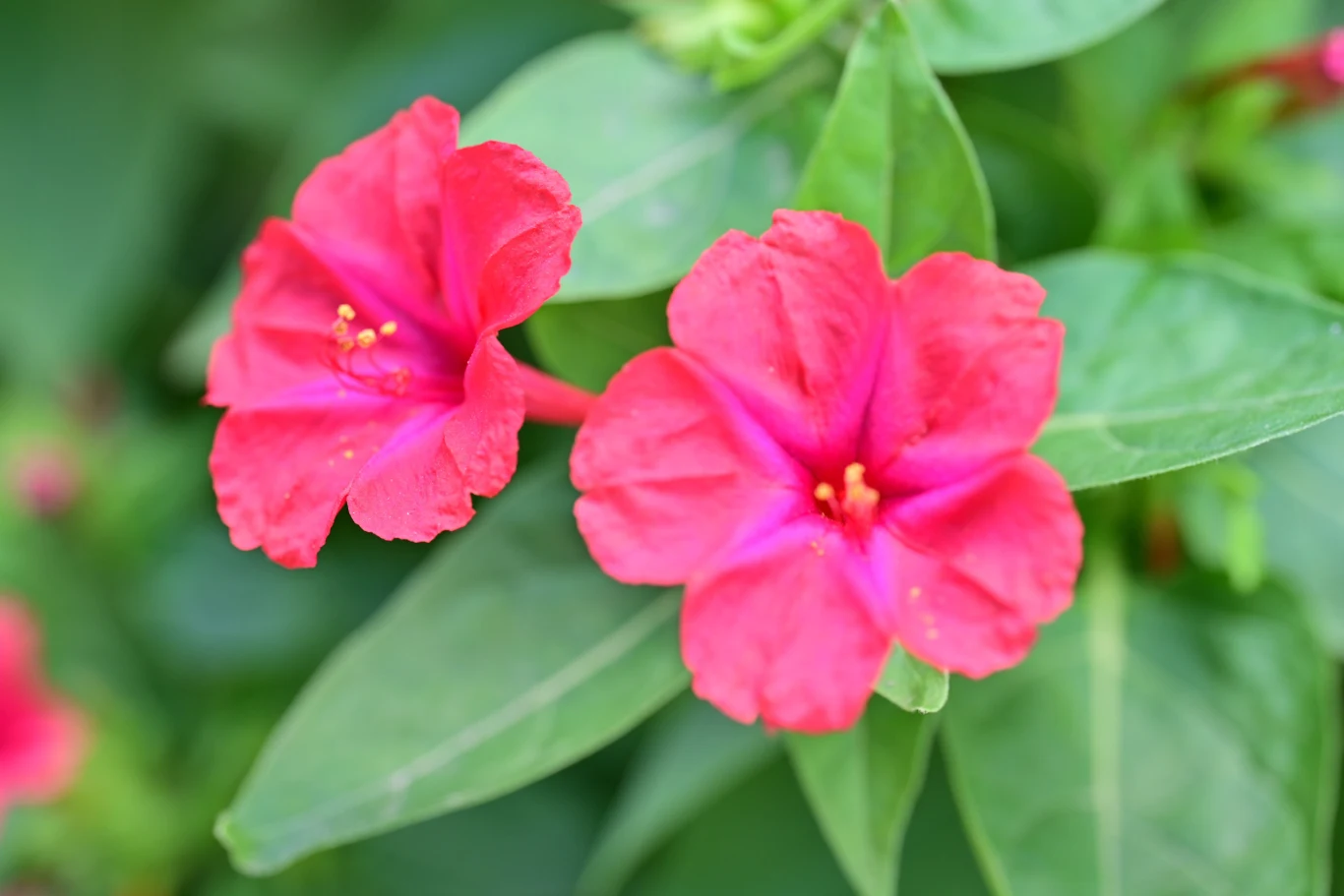 Mirabilis jalapa lub dziwaczek jalapa, to przepiękna roślina, która masowo wabi motyle! Dwa intensywnie różowe kwiaty Mirabilis jalapa z żółtymi pręcikami na tle zielonych liści.