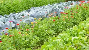 Jakie warzywa szadzić obok siebie? Te duety zwiększą plony warzywniaka