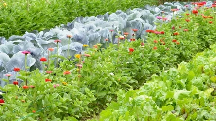 Jakie warzywa szadzić obok siebie? Te duety zwiększą plony warzywniaka