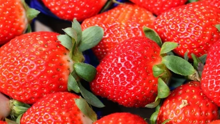 W drugiej połowie kwietnia zacznij podlewać truskawki domową odżywką. Dzięki temu latem odwdzięczą się zdrowymi owocami