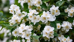 Posadź koło tarasu. Wieczorami pachnie czarująco jak jaśmin