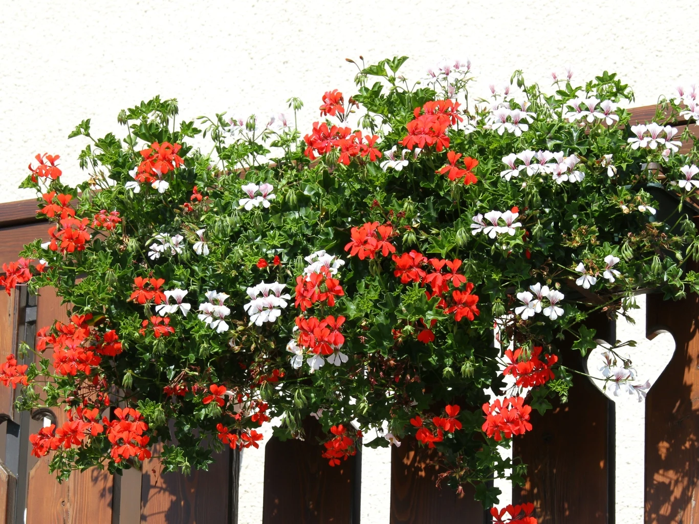 Balkonowa kompozycja z czerwonych i białych pelargonii zwisających na tle drewnianych elementów balustrady.