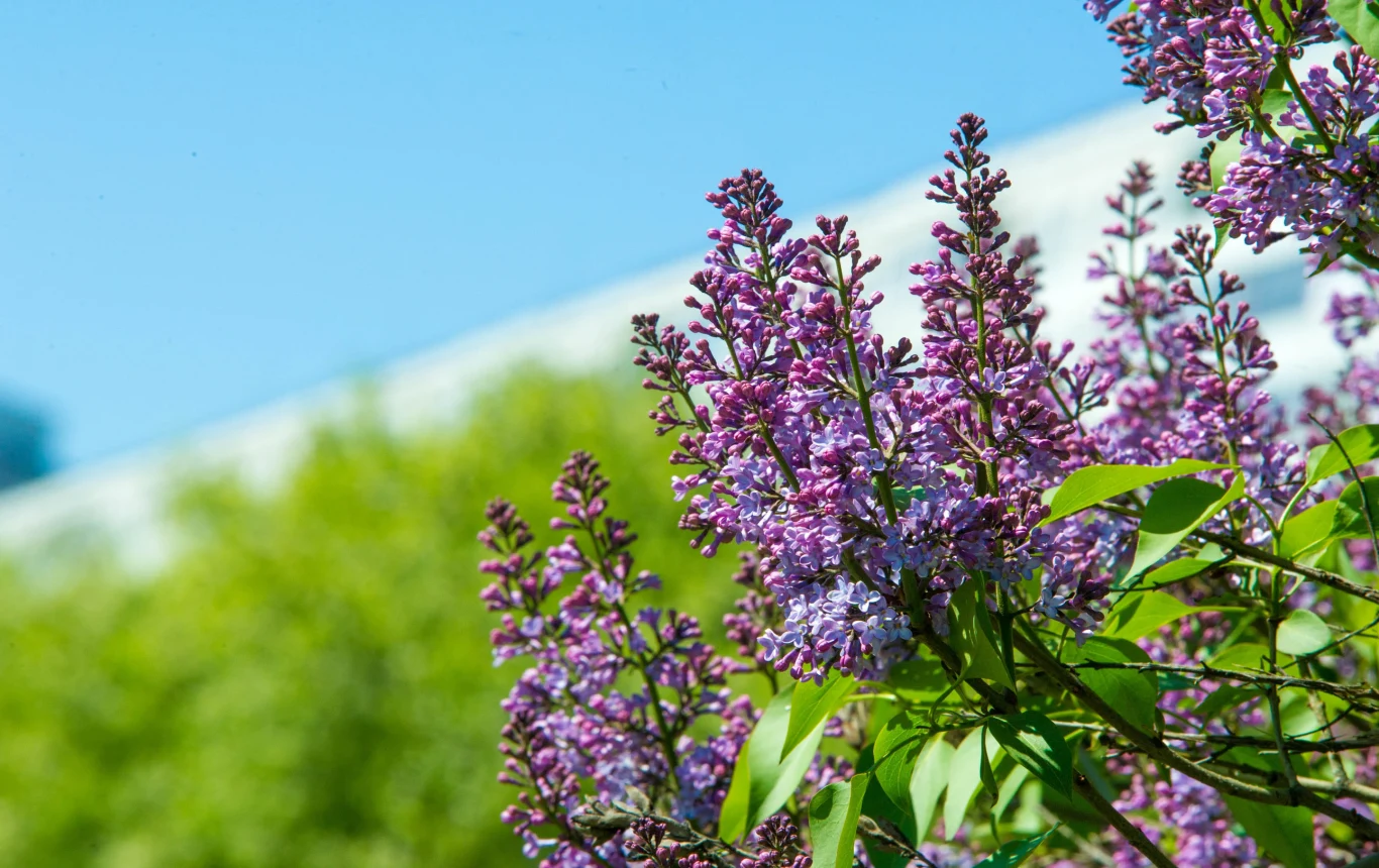 kwitnący krzew bzu o fioletowych kwiatach na tle błękitnego nieba i rozmytych zielonych liści