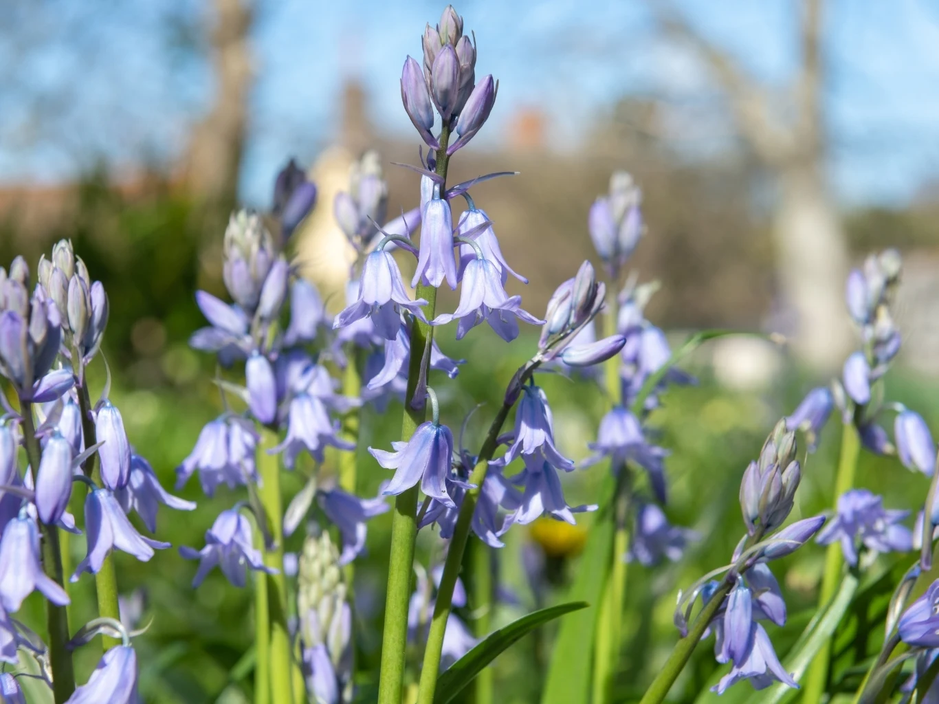 delikatne, fioletowe dzwonkowate kwiaty kwitnące wśród zielonych liści na tle rozmytego krajobrazu ogrodu