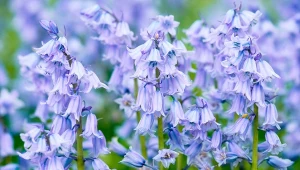 Posadź przy tulipanach. Na majówkę ogród zaleją niebieskie kwiaty