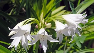 Krynka wprowadzi do ogrodu nutę egzotyki