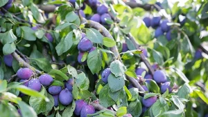 Wyjaśniamy, jak zadbać o śliwy wiosną.