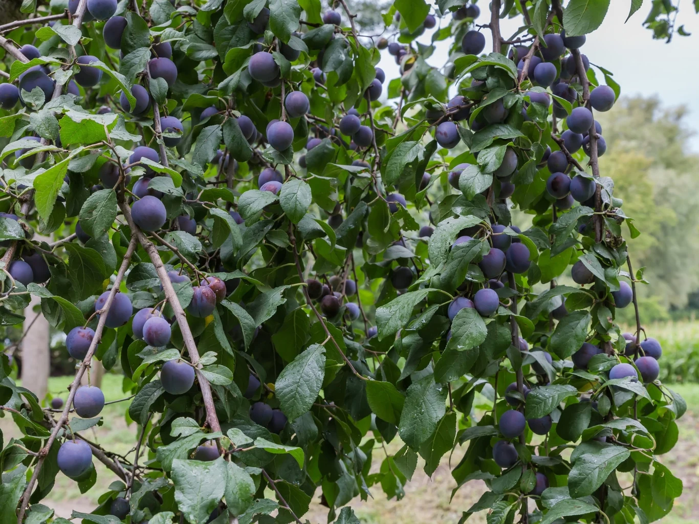 Gałęzie drzewa uginające się pod ciężarem dojrzałych, fioletowych śliwek otoczonych gęstym zielonym listowiem.