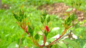 Jak przygotować sadzonki róży na sadzenie, aby kwitły obficie i długo?