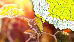 Ostrzeżenia przed przymrozkami wydano dla większości Polski. Lokalnie przy gruncie będzie -4 st. C