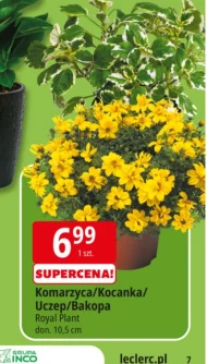 Komarzyca Royal Plant