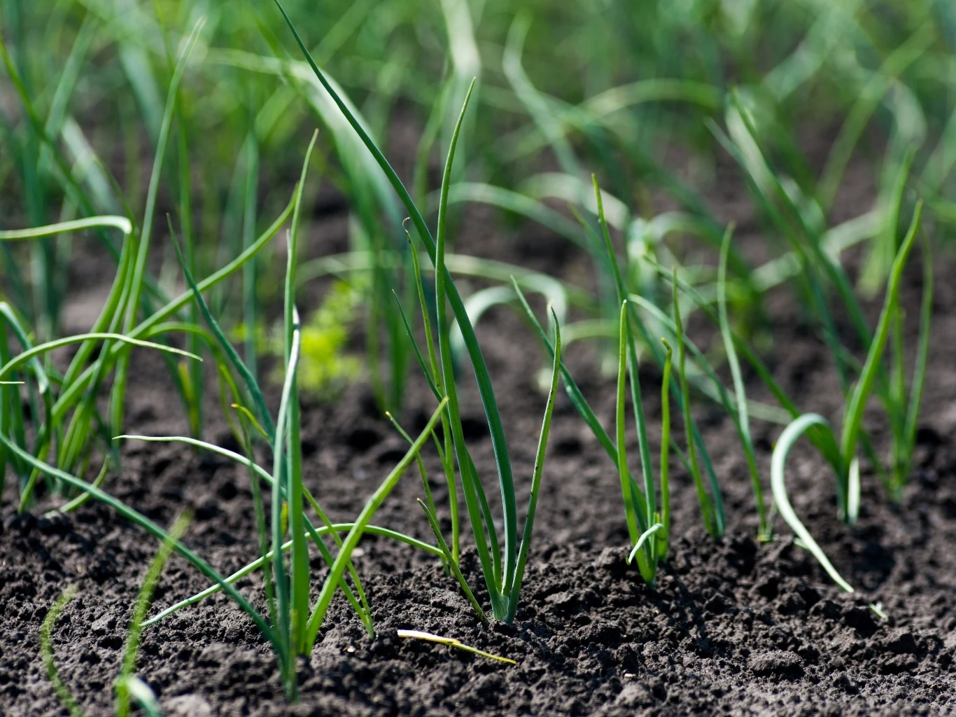 zielone, młode pędy rosnące w rzędach na żyznej, ciemnej glebie