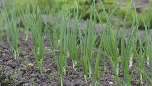 Garstka pod cebulę w kwietniu. Korzenie i liście ruszą z kopyta