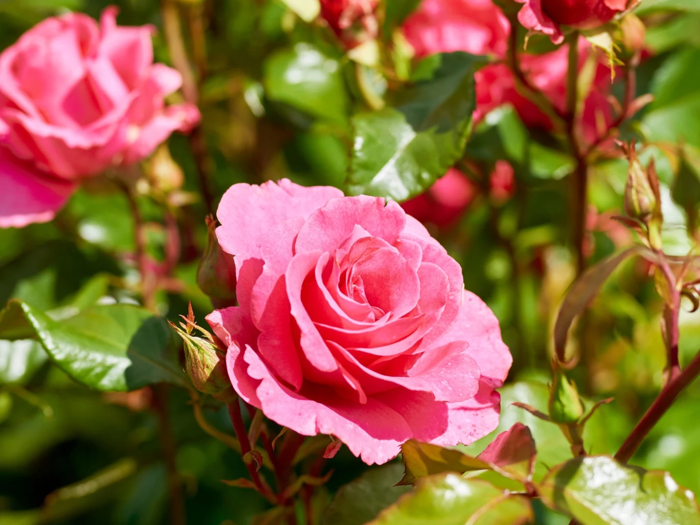 różowy kwiat róży w pełnym rozkwicie otoczony zielonymi liśćmi i pąkami innych róż