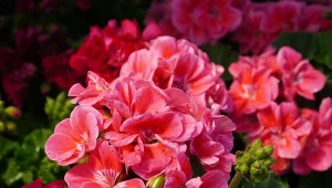 Wystarczy kropelka do wody. Pelargonie będą miały gigantyczne kwiaty