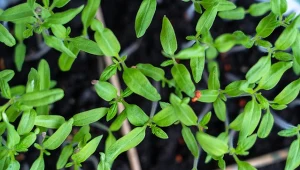 Sekretny składnik na wątłe sadzonki pomidorów. Ogrodnicy stosują go od lat