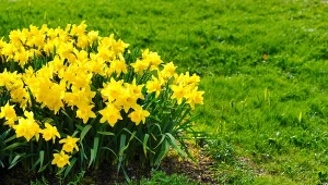 Wkop w ziemię pod żonkilami. Będą kwitły obficie i długo jak nigdy dotąd