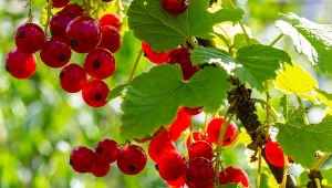 Najważniejszy zabieg porzeczki. Owoce będą duże, jędrne i słodziutkie