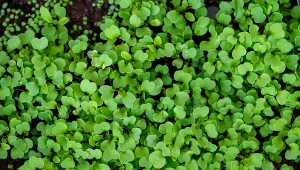 Rukolę warto wysiewać już z końcem kwietnia.