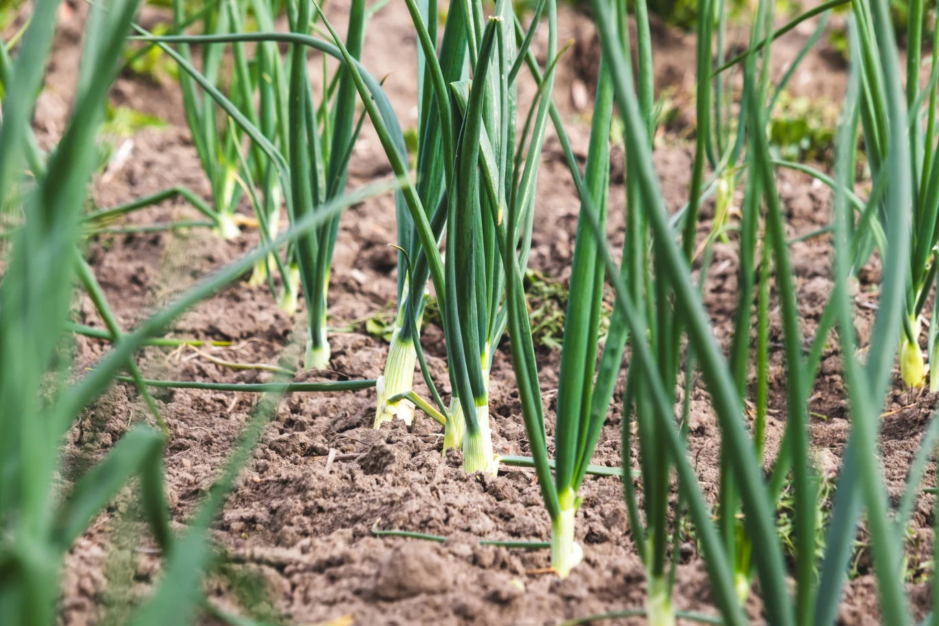 grządka zielonej cebuli z wyraźnie widocznymi długimi, cienkimi liśćmi wyrastającymi w równych rzędach z wilgotnej, pulchnej ziemi