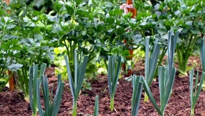 Długość białej, jadalnej części pora zależy przede wszystkim od ograniczenia dostępu światła do dolnego odcinka łodygi.