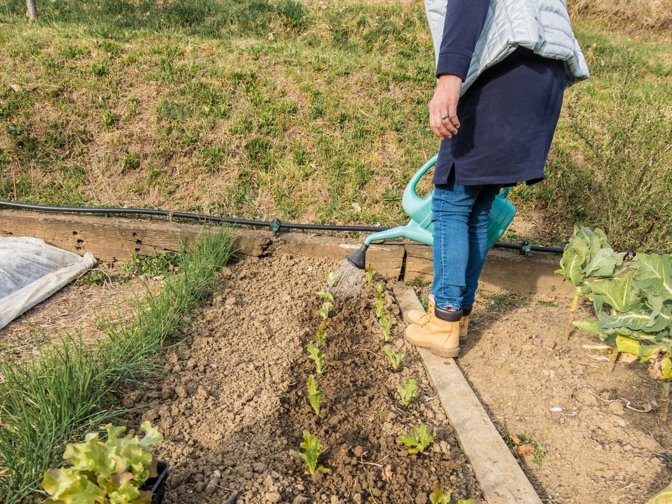 osoba podlewająca młode sadzonki sałaty w warzywniku za pomocą zielonej konewki, wokół grządki ziemia z roślinami i trawa w tle