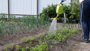 Gnojówka z pokrzywy nadaje się do podlewania większości warzyw