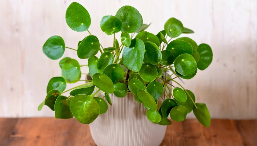 Wśród przesądów mówiących o tym, co przyciąga do domu pieniądze, jest i ten wskazujący na rośliny. Pilea, nazywana "pieniążkiem" bywa uznawana za prawdziwy magnes dla pieniędzy