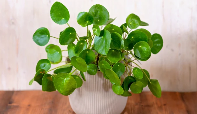 Wśród przesądów mówiących o tym, co przyciąga do domu pieniądze, jest i ten wskazujący na rośliny. Pilea, nazywana "pieniążkiem" bywa uznawana za prawdziwy magnes dla pieniędzy