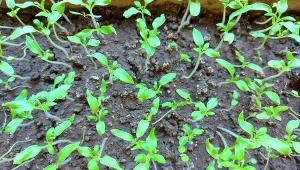 Sekretny składnik na wątłe sadzonki pomidorów. Ogrodnicy stosują go od lat