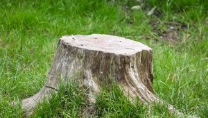 Nawierć, nałóż i cierpliwie poczekaj. Po pniu nie zostanie ślad